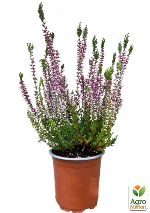 Верес вічнозелений "Sissi" - фото 5