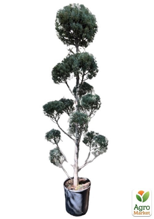 Кипарисовик Аризонский Бонсай (высота 180-200см) - фото 3