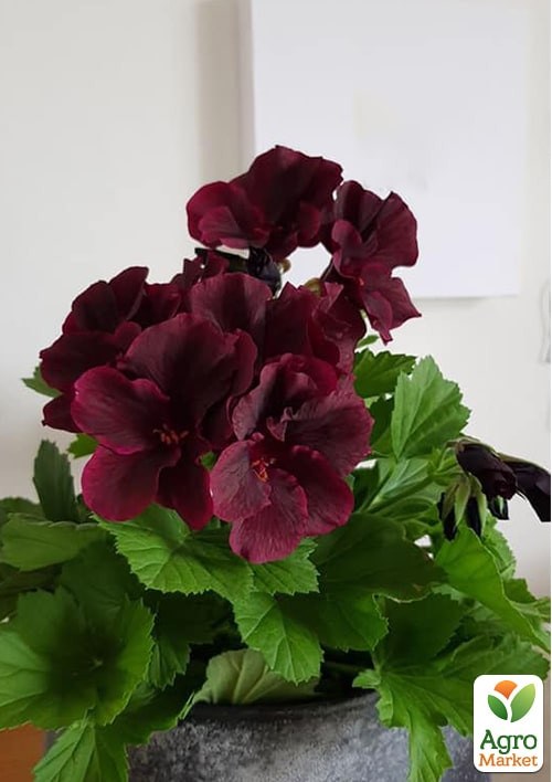 Пеларгония Королевская Novita Classic "Blacky" - фото 2