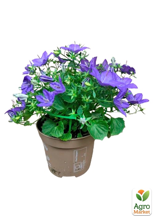 Кампанула квітуча "Isophylla Violet" (Нідерланди)