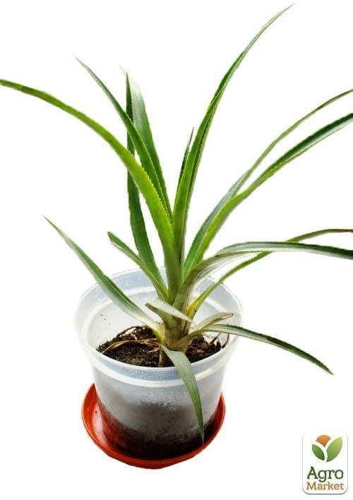 Ананас "Кайена" - фото 2