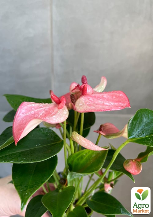 Антуріум (Anthurium) "Matata" висота 20-30см - фото 5
