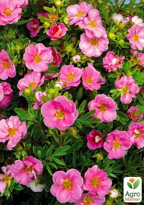 Лапчатка Кустарниковая "Lovely Pink"