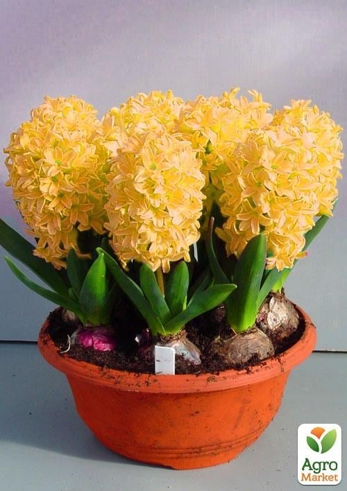 Гиацинт в горшке "Gipsy Princess"