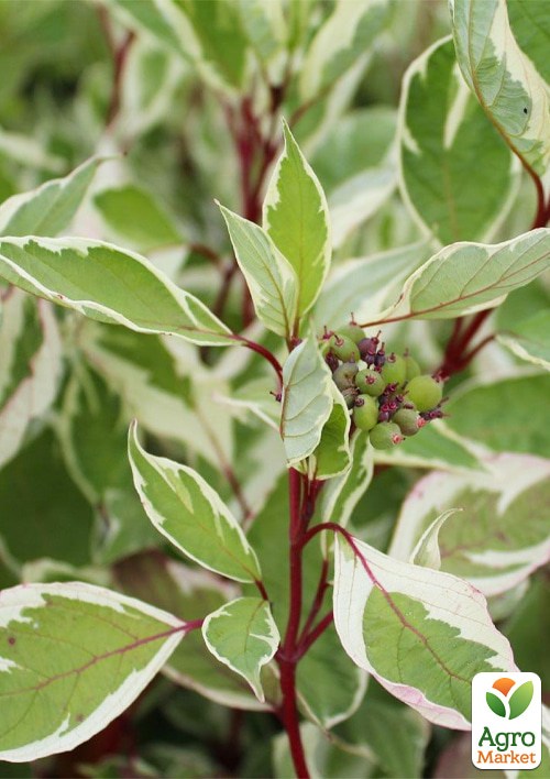 Дерен "Elegantissima" Кизил Татарський (висота саджанця 20-30см) - фото 3