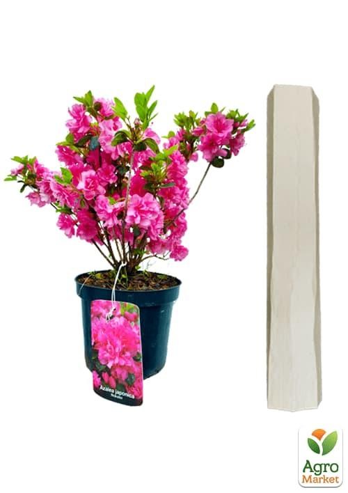 Рододендрон азалиевидный (Azalea  japonica) "Rokoko" C1, высота 30-50см - фото 2