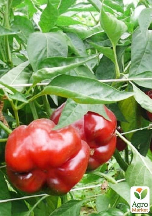 Перец "Ред Булл F1" ТМ "Lark Seeds" 500шт