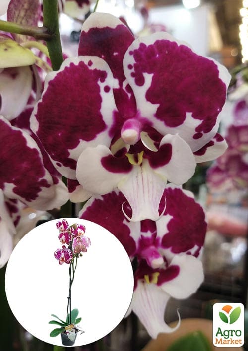 Орхидея (Phalaenopsis) "Leo Lilac"