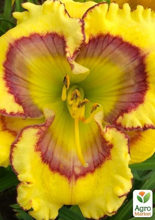 Лилейник "Aztec Headdress" 1шт в упаковке