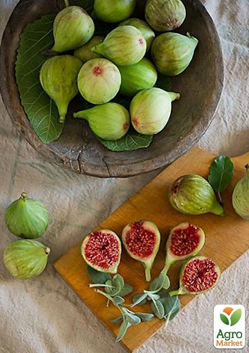 Інжир "Закавказький зелений" - фото 4