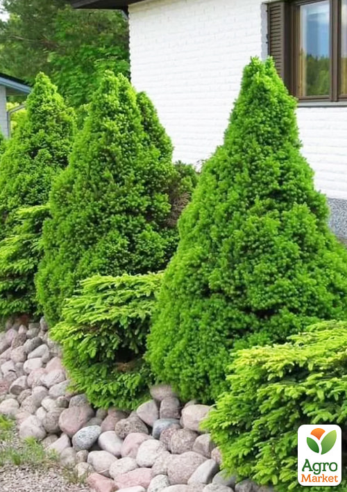 LMTD Ель канадская "Conica" (высота 150-170см) - фото 5