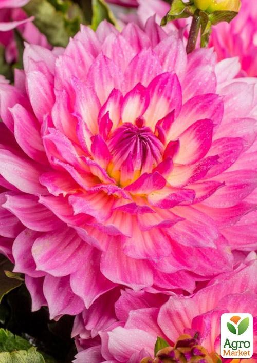 Жоржина "Gallery Bellini"