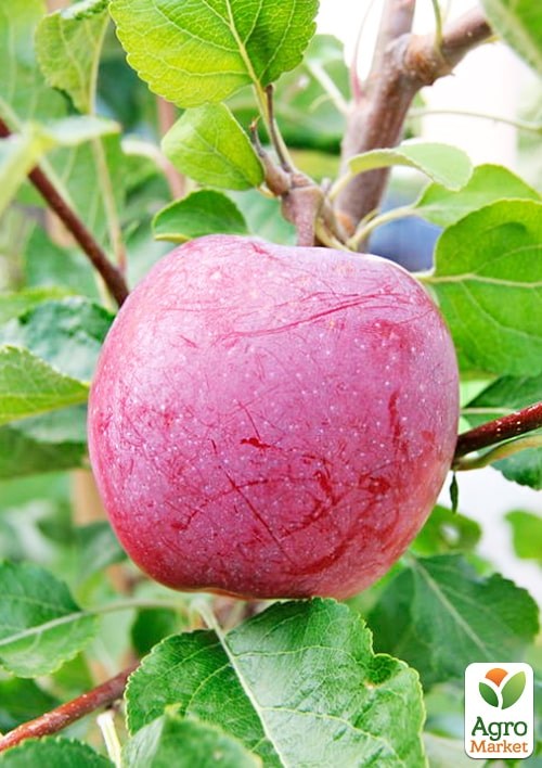 Яблоня "Вильямс Прайд" укорененная в контейнере (саженец 2 года) - фото 3