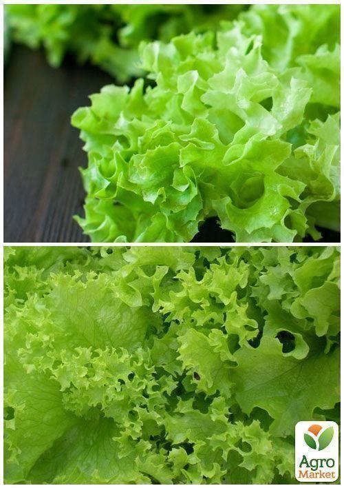 На развес Салат "Гранд рапидс" ТМ "Весна" цена за 7г - фото 3