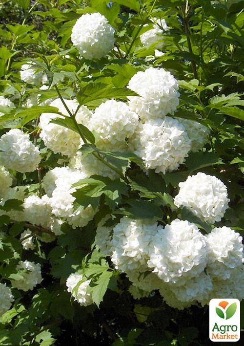 Калина декоративная "Pohjan Neito"(Viburnum opulus "Pohjan Neito")