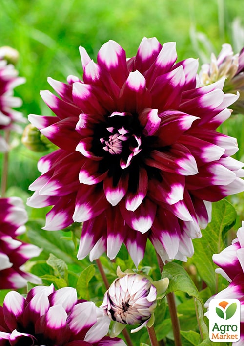 Георгина "Mystery Day" (гигантский цветок) - фото 2