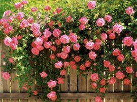 Основные правила выращивания королевы сада – кустовой розы
