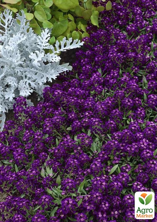 Аліссум (Лобулярія) "Deep Purple"