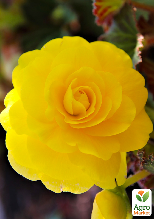Бегонія махрова «Non Stop Yellow»