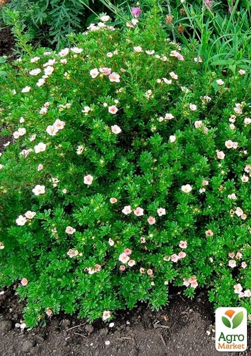 Лапчатка Кустарниковая "Pink Beauty" - фото 3