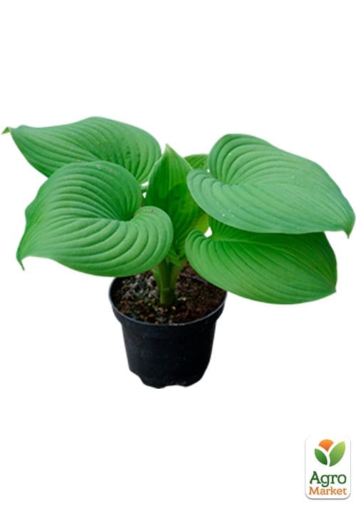 Хоста гібридна "Guacamole" С3 - фото 3