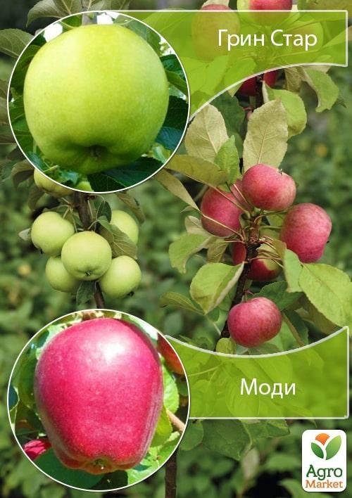 Дерево-сад Яблуня "Грін Стар+Моді"