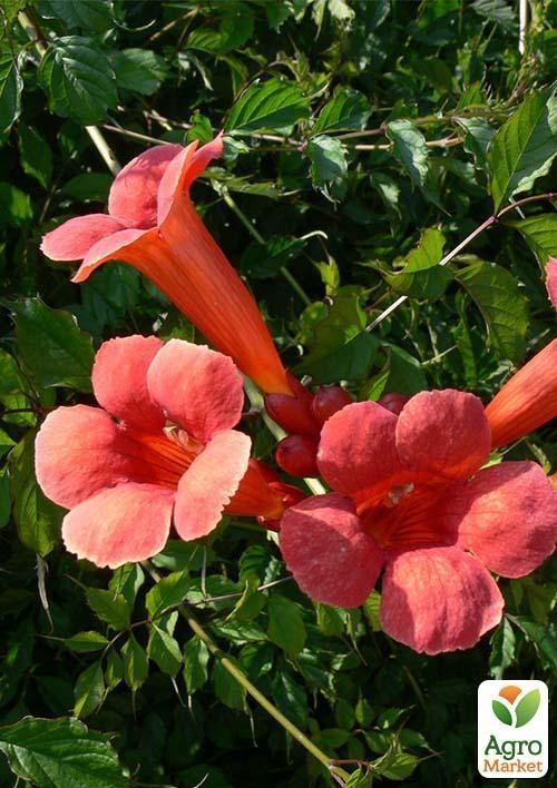 Кампсис красный (высота саженца 1-1,5м)