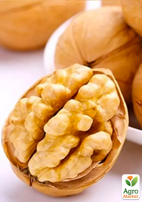 Грецкий орех "Буковинская бомба" (средний срок созревания)