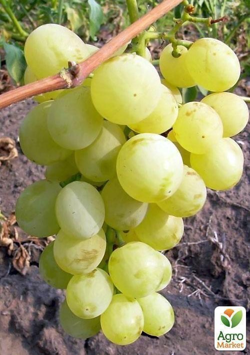 Виноград "Сашенька" (ранній термін дозрівання)