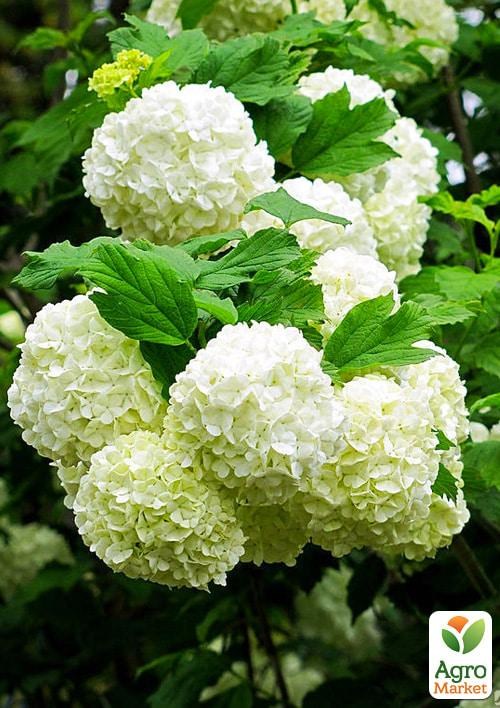 Калина декоративная "Roseum"(Viburnum opulus "Roseum")