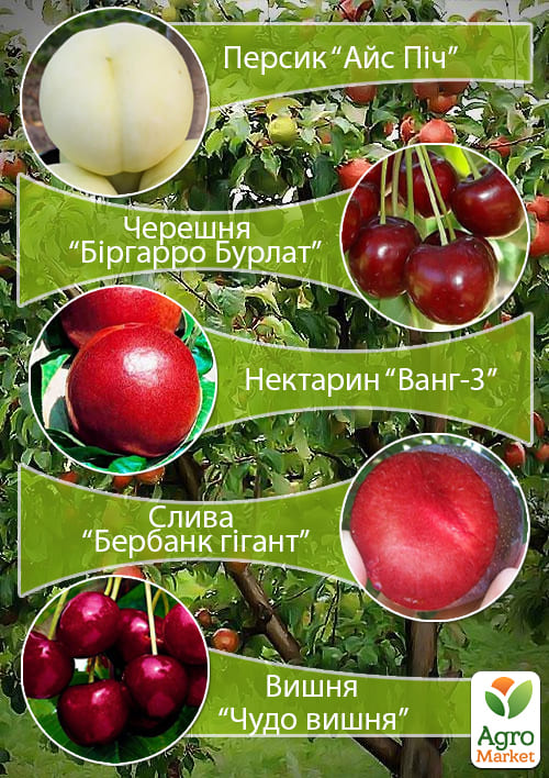 Дерево-сад "Мультифрукт" Персик1+Черешня+Слива+Вишня+Персик2