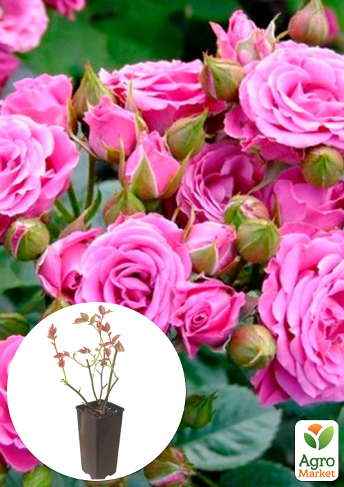 Роза спрей "Linda" в контейнере, высший сорт