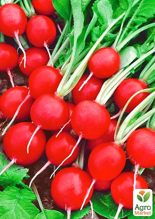 Редис "Сора" ТМ "Весна" 100г - фото 2