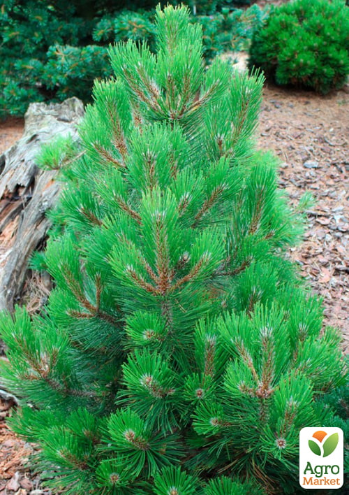 Сосна белокорая "Compact Gem" (ком/сетка), высота 80-90см - фото 2