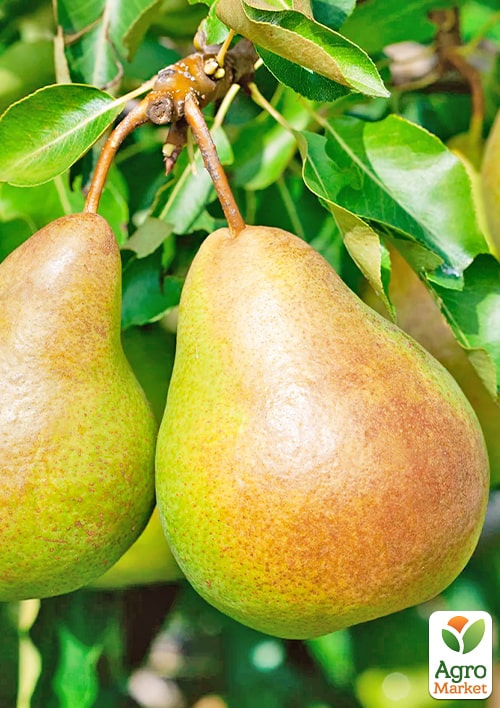 Груша "Катюша" (зимний сорт, поздний срок созревания)