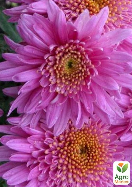 Хризантема корейская "Метеорит"