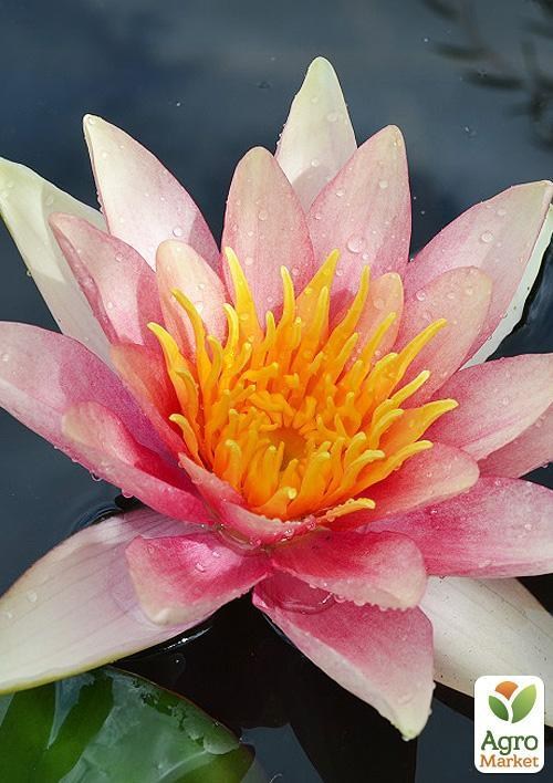 Нимфея "Пол Хариот"