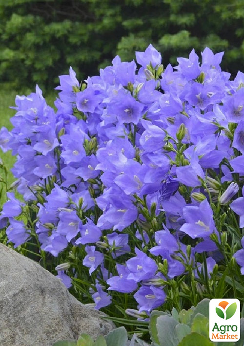 Кампанула "Jingle Blue"   - фото 2