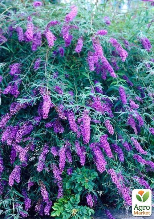 Буддлея Давида 2х летняя "Black Knight" C2 - фото 3
