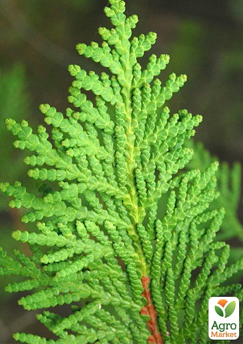 Туя западная "Globosa" С2, высота 25-30см - фото 5