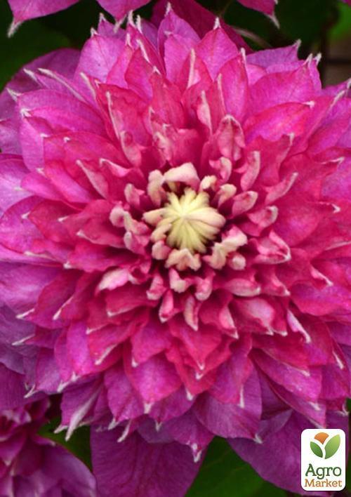 Клематис "Blushing Lady" - фото 5