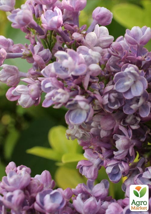 Сирень инвитро "Katherine Havemeyer" вазон С2 - фото 5