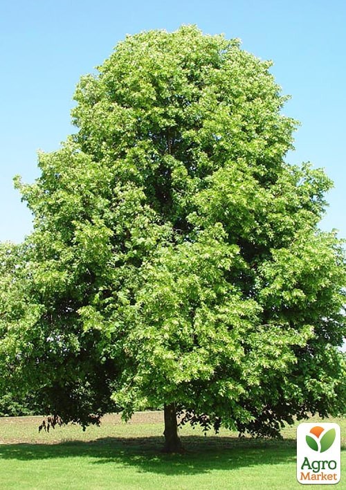 Липа дрібнолиста запашна "Ранчо" висота 50-100см