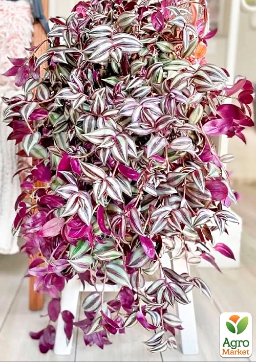 Традесканция ампельная "Pink Joy"   - фото 5