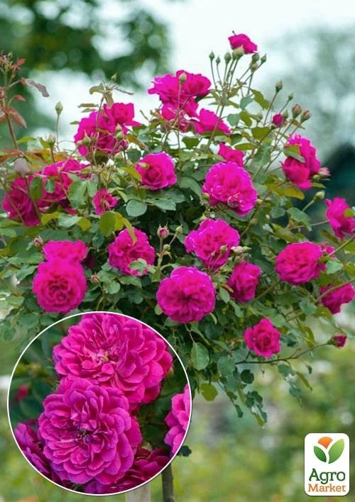 Окулянты Розы на штамбе «Purple Rain»