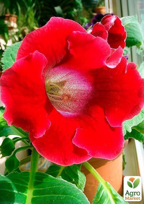 Глоксинія "Roi de rouge"