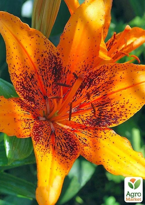 Лілія "Tango Kentucky" 1шт в упаковці