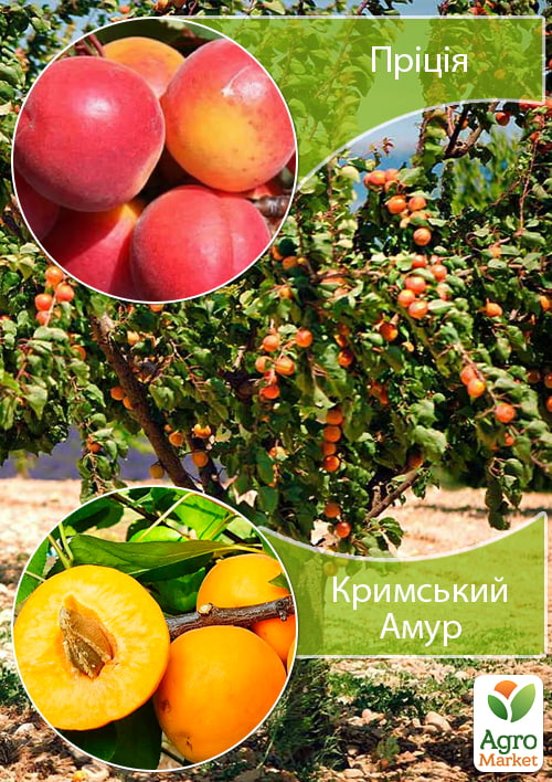 Дерево-сад Абрикос "Приция"+"Крымский Амур"