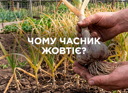 Желтеет чеснок: причины и способы решения
