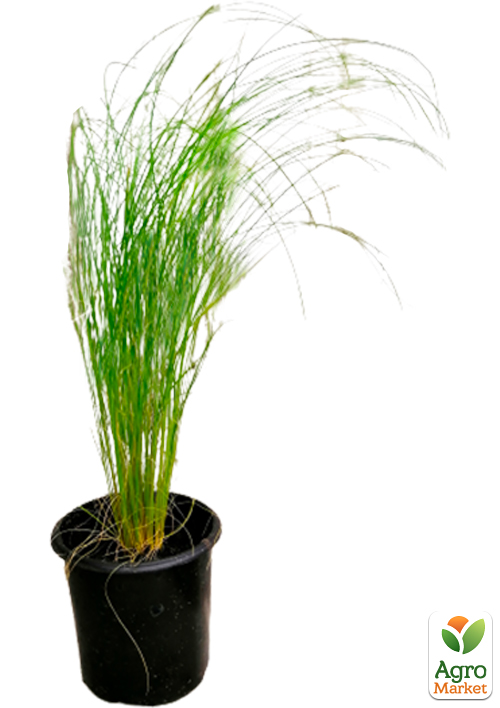 Ковыль Пушистый (Stipa) - фото 2